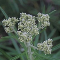 Cassinia longifolia (Shiny Cassinia, Cauliflower Bush) at O'Connor, ACT - 25 Oct 2020 by ConBoekel