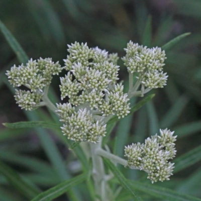 Cassinia longifolia (Shiny Cassinia, Cauliflower Bush) at O'Connor, ACT - 25 Oct 2020 by ConBoekel