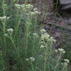 Cassinia longifolia at O'Connor, ACT - 25 Oct 2020 03:11 PM