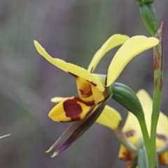 Diuris sulphurea (Tiger Orchid) at Dryandra St Woodland - 25 Oct 2020 by ConBoekel