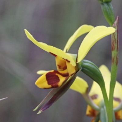 Diuris sulphurea (Tiger Orchid) at Dryandra St Woodland - 25 Oct 2020 by ConBoekel