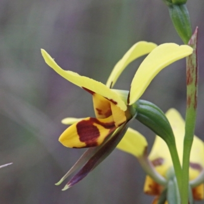 Diuris sulphurea (Tiger Orchid) at O'Connor, ACT - 25 Oct 2020 by ConBoekel