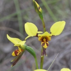 Diuris sulphurea at O'Connor, ACT - 25 Oct 2020