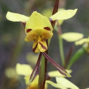 Diuris sulphurea at O'Connor, ACT - 25 Oct 2020