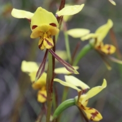 Diuris sulphurea at O'Connor, ACT - 25 Oct 2020