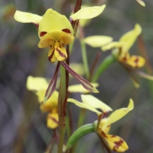 Diuris sulphurea at O'Connor, ACT - 25 Oct 2020