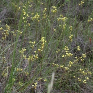 Diuris sulphurea at O'Connor, ACT - 25 Oct 2020