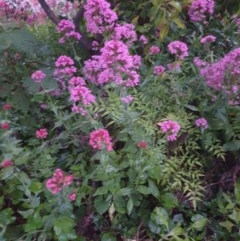 Centranthus ruber (Red Valerian, Kiss-me-quick, Jupiter's Beard) at Narrabundah, ACT - 25 Oct 2020 by L1234