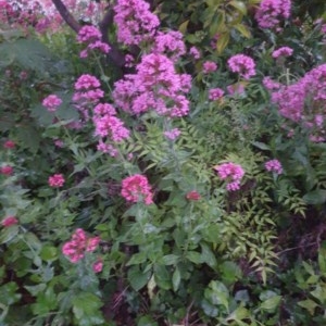 Centranthus ruber at Narrabundah, ACT - 25 Oct 2020