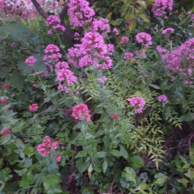 Centranthus ruber (Red Valerian, Kiss-me-quick, Jupiter's Beard) at Narrabundah, ACT - 25 Oct 2020 by L1234