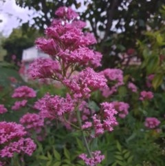 Centranthus ruber at Narrabundah, ACT - 25 Oct 2020