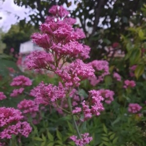 Centranthus ruber at Narrabundah, ACT - 25 Oct 2020