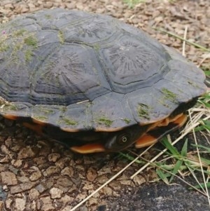 Chelodina longicollis at Fyshwick, ACT - 25 Oct 2020