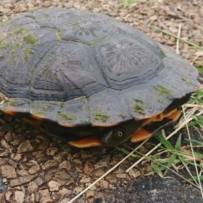 Chelodina longicollis (Eastern Long-necked Turtle) at Fyshwick, ACT - 25 Oct 2020 by Kmel