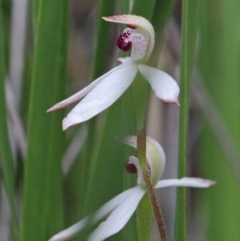 Caladenia cucullata (Lemon Caps) at Dryandra St Woodland - 25 Oct 2020 by ConBoekel