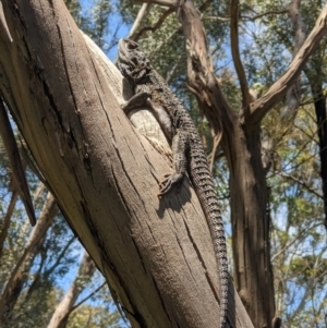 Pogona barbata at Thurgoona, NSW - suppressed