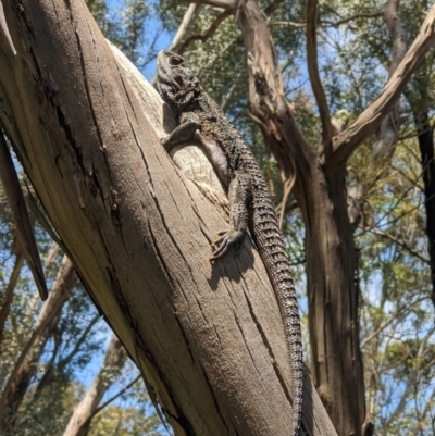 Pogona barbata (Eastern Bearded Dragon) at Thurgoona, NSW - 25 Oct 2020 by ChrisAllen