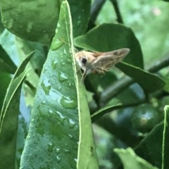 Unidentified Insect at Berry, NSW - 23 Oct 2020 by Username279