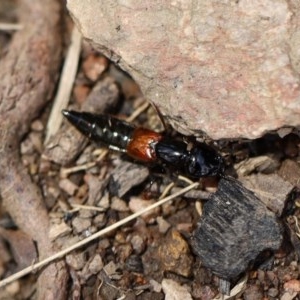 Thyreocephalus sp. (genus) at Quaama, NSW - 19 Oct 2020