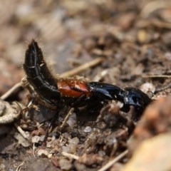 Thyreocephalus sp. (genus) at Quaama, NSW - 19 Oct 2020