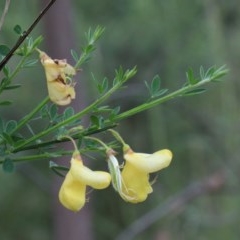 Cytisus scoparius subsp. scoparius (Scotch Broom, Broom, English Broom) at O'Connor, ACT - 25 Oct 2020 by ConBoekel