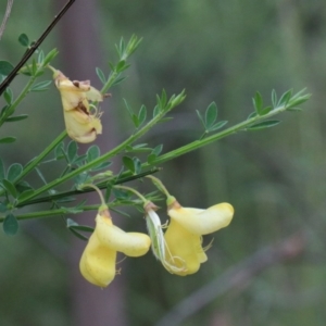 Cytisus scoparius subsp. scoparius at Dryandra St Woodland - 25 Oct 2020 02:00 PM