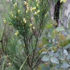 Cytisus scoparius subsp. scoparius at Dryandra St Woodland - 25 Oct 2020 02:00 PM