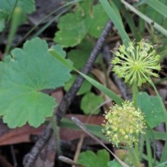 Hydrocotyle laxiflora (Stinking Pennywort) at O'Connor, ACT - 25 Oct 2020 by ConBoekel