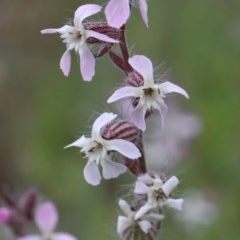 Silene gallica var. gallica (French Catchfly) at O'Connor, ACT - 25 Oct 2020 by ConBoekel