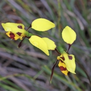 Diuris sulphurea at O'Connor, ACT - 25 Oct 2020