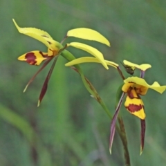 Diuris sulphurea at O'Connor, ACT - 25 Oct 2020