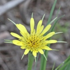 Tragopogon dubius (Goatsbeard) at Dryandra St Woodland - 25 Oct 2020 by ConBoekel