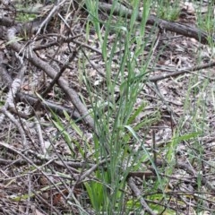 Tragopogon dubius at O'Connor, ACT - 25 Oct 2020 02:20 PM