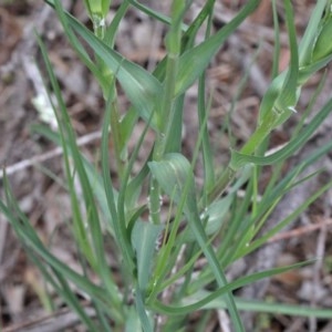 Tragopogon dubius at O'Connor, ACT - 25 Oct 2020 02:20 PM