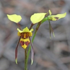 Diuris sulphurea (Tiger Orchid) at Dryandra St Woodland - 25 Oct 2020 by ConBoekel