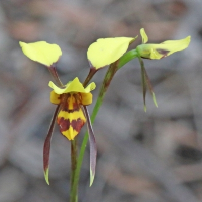 Diuris sulphurea (Tiger Orchid) at O'Connor, ACT - 25 Oct 2020 by ConBoekel