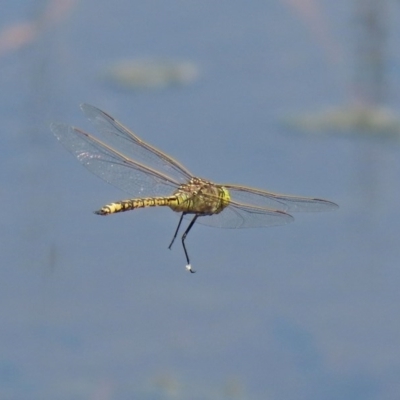 Anax papuensis (Australian Emperor) at Jerrabomberra Wetlands - 23 Oct 2020 by RodDeb