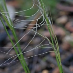 Austrostipa scabra (Corkscrew Grass, Slender Speargrass) at O'Connor, ACT - 25 Oct 2020 by ConBoekel