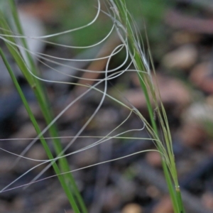 Austrostipa scabra at O'Connor, ACT - 25 Oct 2020