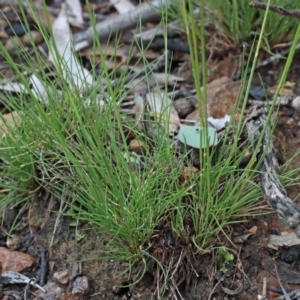 Austrostipa scabra at O'Connor, ACT - 25 Oct 2020