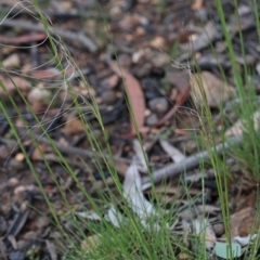 Austrostipa scabra at O'Connor, ACT - 25 Oct 2020