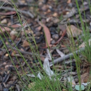 Austrostipa scabra at O'Connor, ACT - 25 Oct 2020