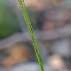 Austrostipa scabra at O'Connor, ACT - 25 Oct 2020