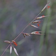 Rytidosperma pallidum (Red-anther Wallaby Grass) at Dryandra St Woodland - 25 Oct 2020 by ConBoekel