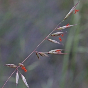 Rytidosperma pallidum at O'Connor, ACT - 25 Oct 2020