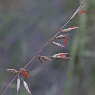 Rytidosperma pallidum (Red-anther Wallaby Grass) at Dryandra St Woodland - 25 Oct 2020 by ConBoekel