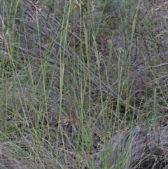 Rytidosperma pallidum at O'Connor, ACT - 25 Oct 2020