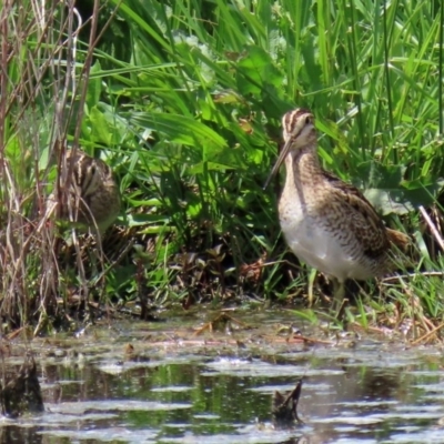 Gallinago hardwickii (Latham's Snipe) at Jerrabomberra Wetlands - 23 Oct 2020 by RodDeb