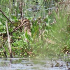 Gallinago hardwickii at Fyshwick, ACT - 23 Oct 2020