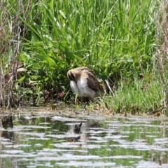 Gallinago hardwickii at Fyshwick, ACT - 23 Oct 2020 12:43 PM